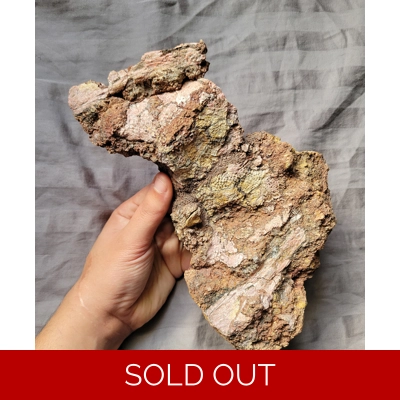 Rare Huge Trimerorhachis Fossil Amphibian Skull Bone With Teeth Permian Age Rare Huge Trimerorhachis Fossil Amphibian Skull Bone With Teeth Permian Age